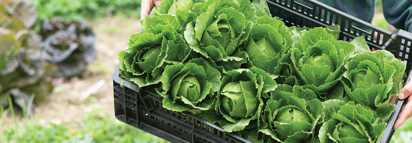 Mini Lettuce in a Black bin.